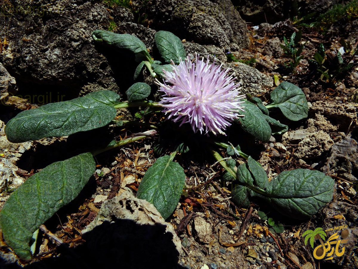 جورینلا موکوس